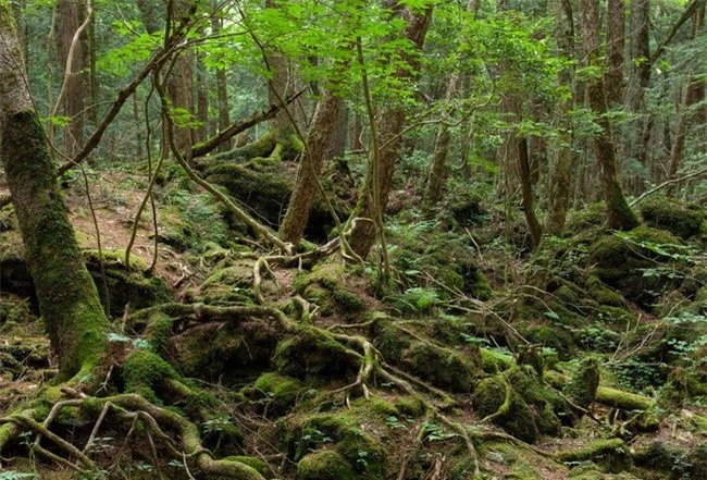 Khu rừng Aokigahara, Nhật Bản