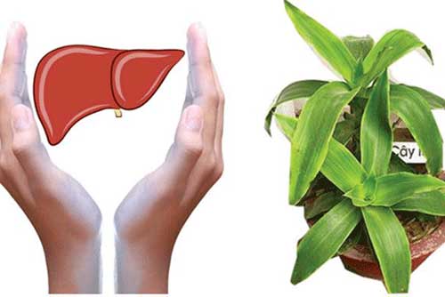 2 bài thuốc chữa bệnh viêm gan, xơ gan cực kỳ hiệu quả từ cây lược vàng mang lại công dụng tức thì