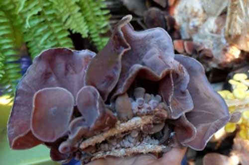 Mộc nhĩ ăn cùng thứ này còn tốt hơn đông trùng hạ thảo! Lá chắn bảo vệ tim mạch và phòng chống ung thư