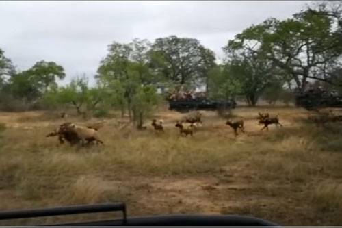 CLIP: Đàn linh cẩu đại chiến với bầy chó hoang