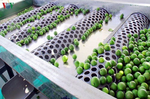 Hơn 20.000 doanh nghiệp xuất khẩu tại TP HCM sẵn sàng tận dụng cơ hội từ EVFTA