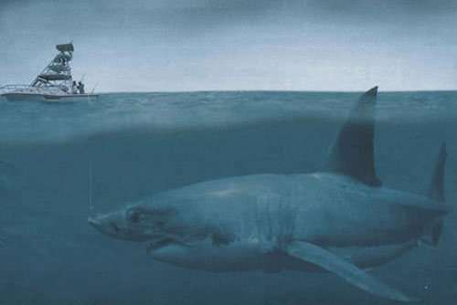 Ẩn số chưa có lời giải về quái vật có thể giết chết cá voi lưng gù