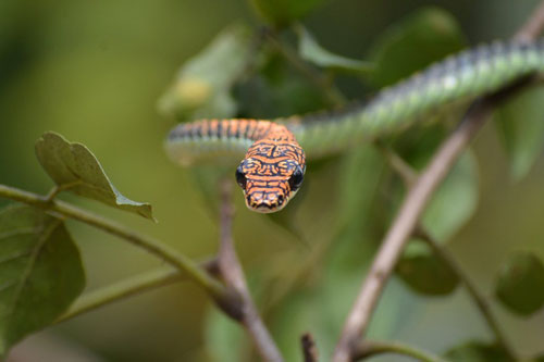 Giải đáp bí ẩn về cách loài rắn Chrysopelea bay trong không trung