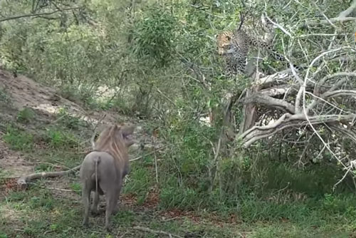 CLIP: Báo hoa mai dùng "chiêu độc" nhưng vẫn để lợn bướu trốn thoát