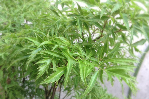 Bị những bệnh này khỏi cần đi bệnh viện tốn tiền, cứ dùng đinh lăng chữa là khỏi dứt điểm