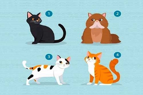 Trắc nghiệm: Bạn mong muốn điều gì trong một mối quan hệ?