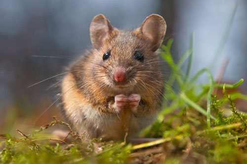 Top 5 con giáp dễ gặp may mắn đủ đường, giàu nhanh hơn trúng số, tiền đè 'ngộp thở' trong tháng 8 Dương lịch