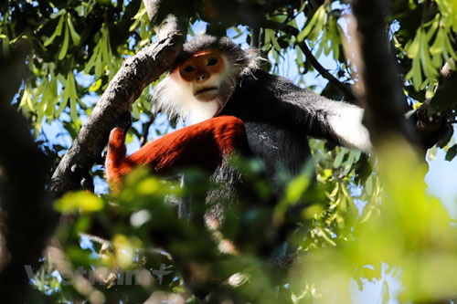 Chiêm ngưỡng vẻ đẹp của "Nữ hoàng loài linh trưởng"