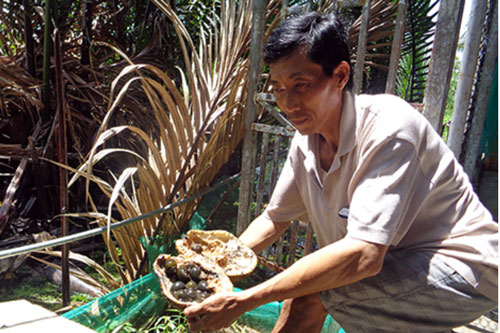 Hậu Giang: Thu nhập hơn 1 tỷ đồng/năm từ mô hình VAC