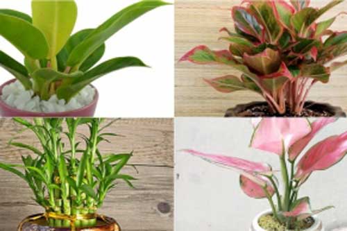 Âm thầm đặt 3 loại cây này lên bàn thờ Thần Tài, có thể giúp gia chủ "gánh lộc" về nhà, tiền bạc đầy tay