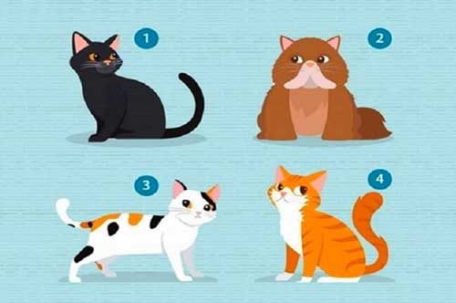 Trắc nghiệm: Chọn mèo để biết điều bạn cần từ 'nửa kia'