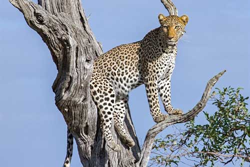 Báo 'nhát chết', đứng im nhìn đại bàng giành mồi