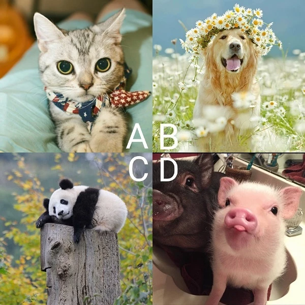 Bạn chọn con vật gì?