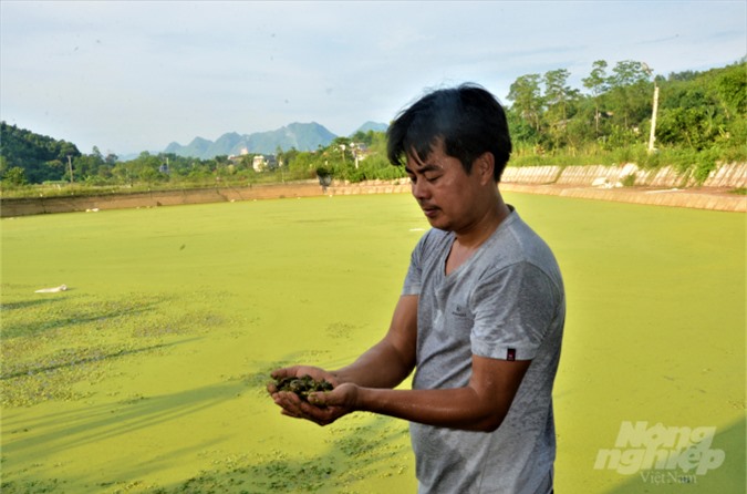 Anh Chung bắt đầu nuôi ốc từ năm 2015, khi ấy vốn ít anh lên huyện vùng cao Chiêm Hóa của tỉnh mua 5 triệu tiền ốc nhồi giống bản địa về nuôi thử nghiệm trên 2 ao cá của gia đình. Ảnh: Đào Thanh.