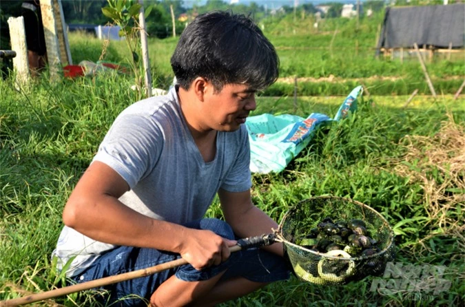 Lý do khiến Chung quyết định gắn bó và khởi nghiệp từ con ốc bởi anh nhận thấy ốc nhồi ngoài tự nhiên ngày càng khan hiếm, giá bán lại khá cao. Ảnh: Đào Thanh.