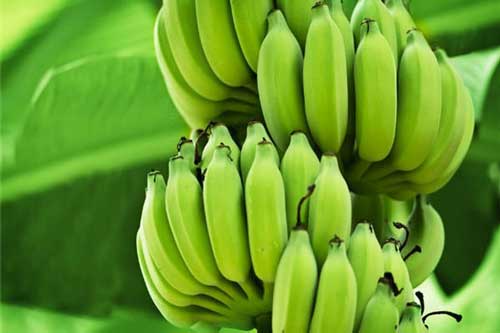 Lợi ích tuyệt vời của quả chuối xanh, điều số 3 rất có ích với chị em