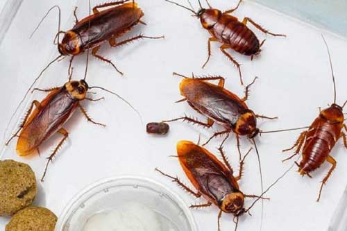 Đây chính là tuyệt chiêu để đuổi gián vĩnh viễn ra khỏi nhà mà không cần thuốc diệt