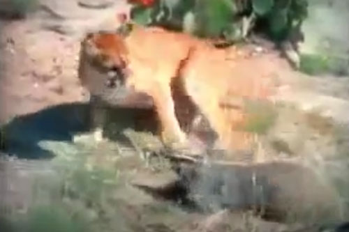 Bị báo sư tử cắn chặt cổ, lửng mật vẫn tạo nên kỳ tích khó tin