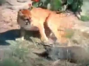 Bị báo sư tử cắn chặt cổ, lửng mật vẫn tạo nên kỳ tích khó tin