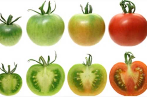 Ăn cà chua theo 4 cách này mất sạch dinh dưỡng, rước thêm độc tố vào người