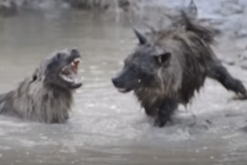 CLIP: Trận chiến ác liệt giữa hai con linh cẩu nâu