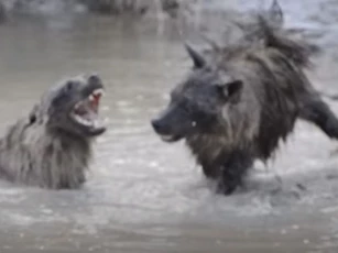 CLIP: Trận chiến ác liệt giữa hai con linh cẩu nâu