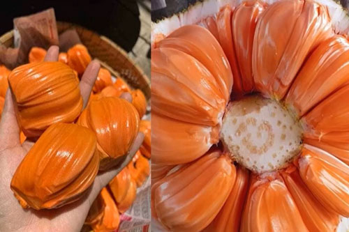 CLIP: Hướng dẫn trồng mít ruột đỏ từ hạt