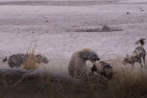 CLIP: Linh cẩu "no đòn" khi lọt vào vòng vây của đàn chó hoang