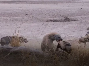 CLIP: Linh cẩu "no đòn" khi lọt vào vòng vây của đàn chó hoang