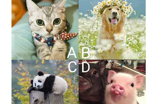 Trắc nghiệm: Đi tìm khả năng thiên phú chưa được khai quật ở bạn