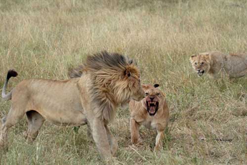 Kinh hãi trước cảnh sư tử xé xác, xơi tái đồng loại nhỏ hơn