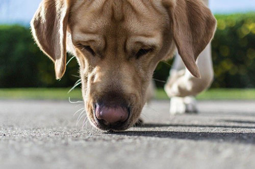 Huấn luyện chó phát hiện người mắc COVID-19