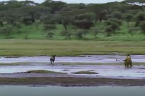 Linh dương non thoát chết ngoạn mục dưới nanh vuốt của bầy sư tử