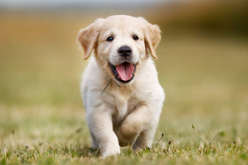 Top 3 con giáp dễ gặp may mắn đủ đường, giàu hơn trúng số độc đắc trong 2 ngày cuối tuần này