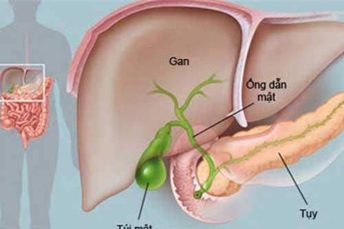 Thấy đắng miệng là "tiếng chuông" báo động nội tạng có vấn đề, nhiều người mắc phải mà không biết