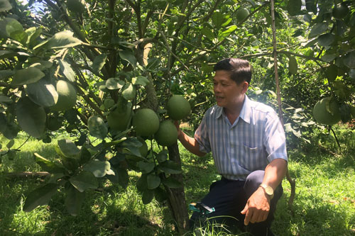 Bình Dương: Làm giàu từ trồng bưởi chuyên canh