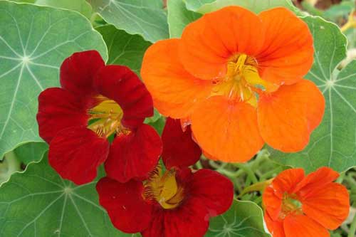 Trồng hoa này trong nhà vừa làm cây cảnh cả đời lại không lo muỗi, côn trùng