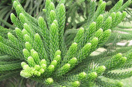 Trồng những loại cây này trong nhà có thể xua được mọi tà khí, tiền tài kéo đến ùn ùn