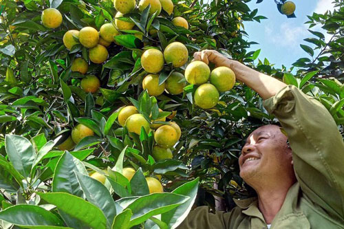 EVFTA là cơ hội mới cho nông sản Sơn La vươn xa