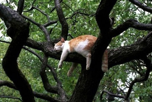 Kinh ngạc trước khả năng ngủ trên cây tài tình của các "boss" mèo