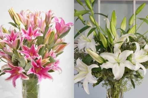 Mẹo xử lý hoa nở sớm "cực đỉnh", chơi cả tuần không thối, không hỏng, thơm ngát khắp nhà