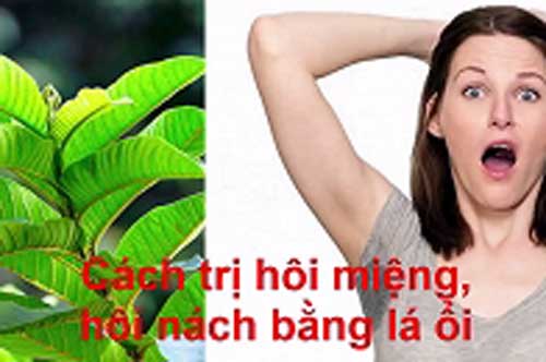 Ai bị hôi miệng, hôi nách cứ lấy lá ổi làm theo cách này vô cùng hiệu quả