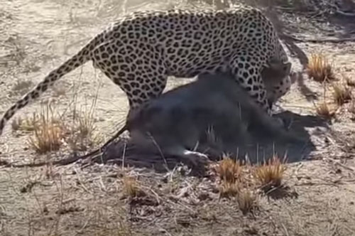 CLIP: Báo hoa mai đào đất tóm cổ lợn bướu