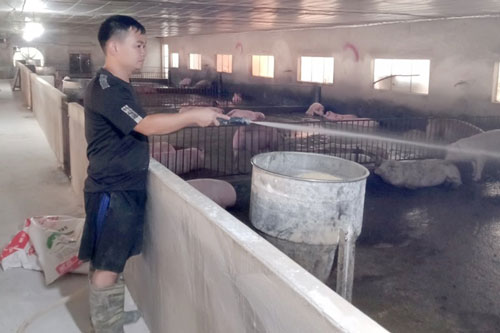 Vĩnh Phúc: Làm giàu từ mô hình trang trại chăn nuôi lợn