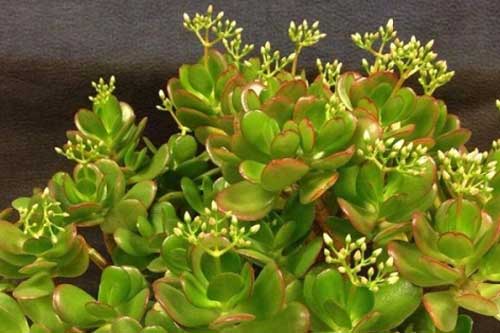 Trồng cây này trong nhà có thể giúp gia chủ may mắn, tài lộc thi nhau kéo đến