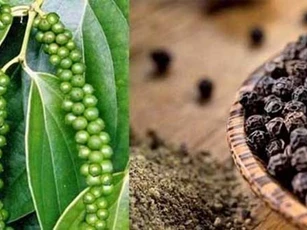 Hạt tiêu "nhỏ nhưng có võ", giúp bạn cải thiện tiêu hoá, giảm cân hiệu quả