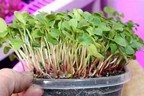 Hướng dẫn cách trồng rau mầm củ cải trắng tươi, ngon