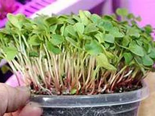 Hướng dẫn cách trồng rau mầm củ cải trắng tươi, ngon