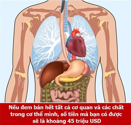 Cơ thể người