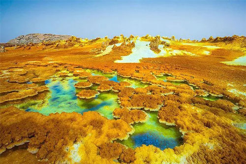 Chân dung 5 sinh vật địa cầu có thể 'sống khỏe' ở… hành tinh khác